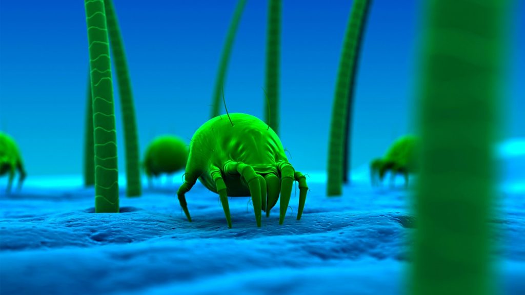 11 ways to control dust mites