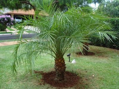 This small palm tree, originally from Japan, can reduce formaldehyde and toluene.